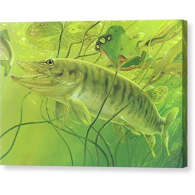 Muskellunge - Canvas Print | Artwork by Glen Loates