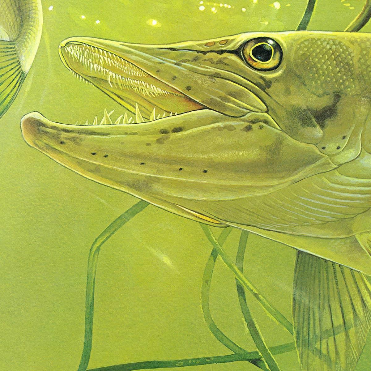 Muskellunge - Canvas Print | Artwork by Glen Loates