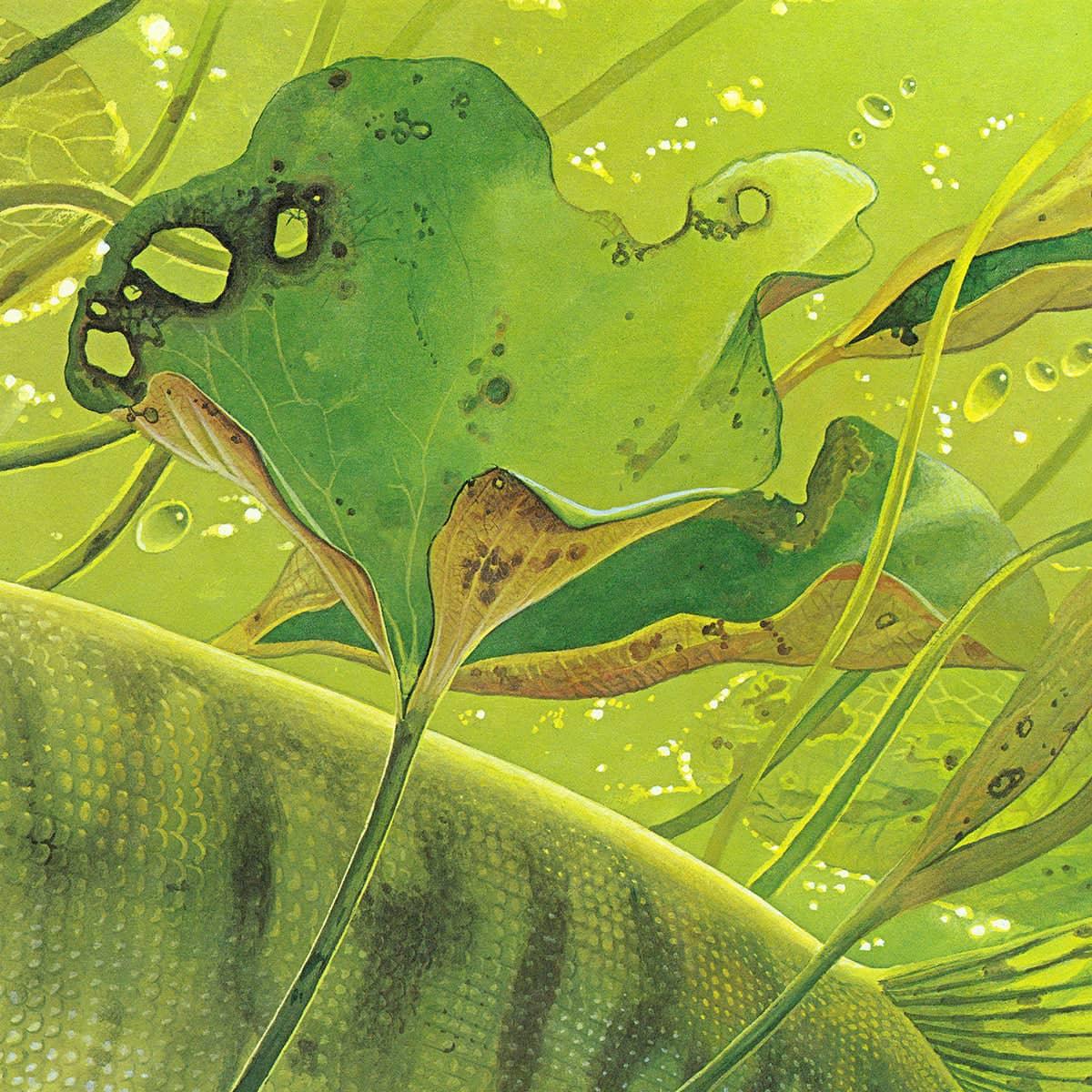Muskellunge - Canvas Print | Artwork by Glen Loates