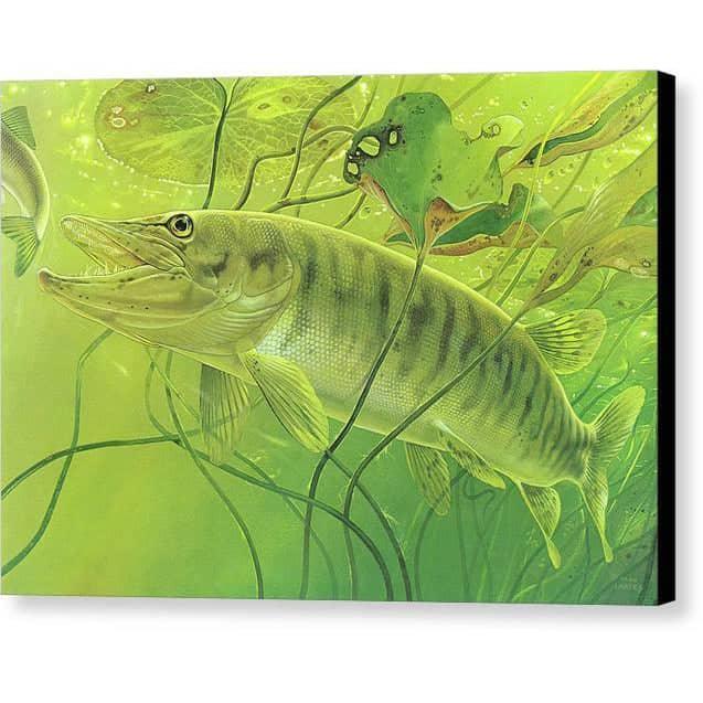 Muskellunge - Canvas Print | Artwork by Glen Loates