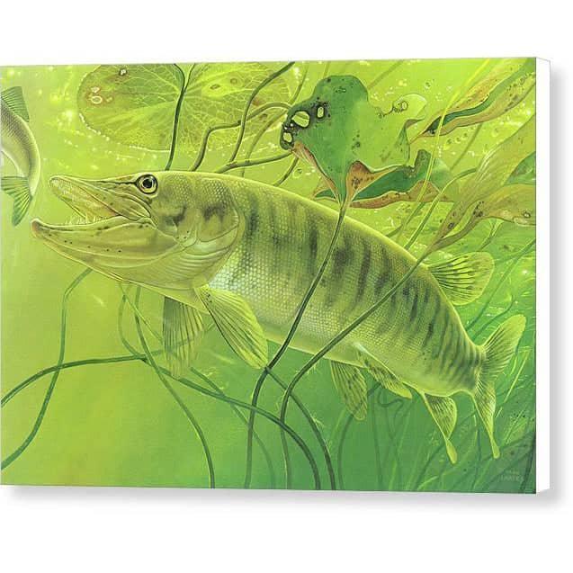 Muskellunge - Canvas Print | Artwork by Glen Loates