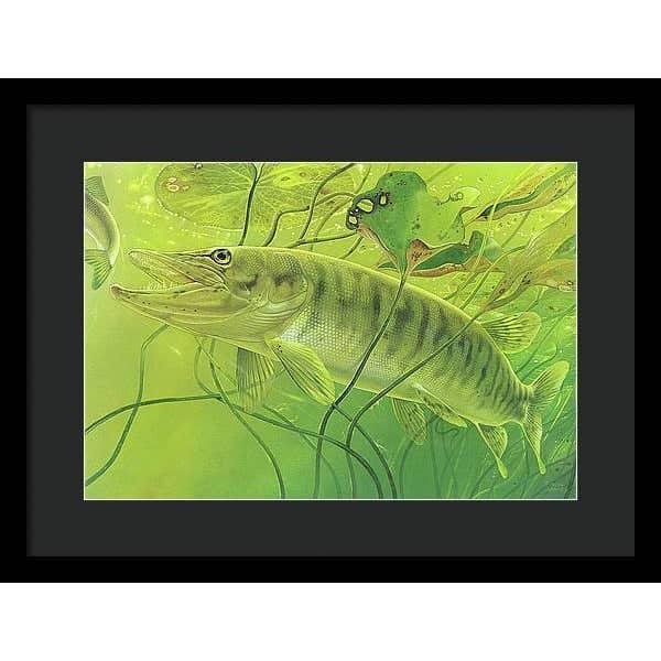 Muskellunge - Framed Print | Artwork by Glen Loates