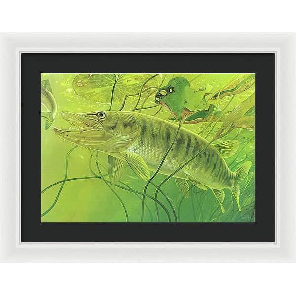 Muskellunge - Framed Print | Artwork by Glen Loates