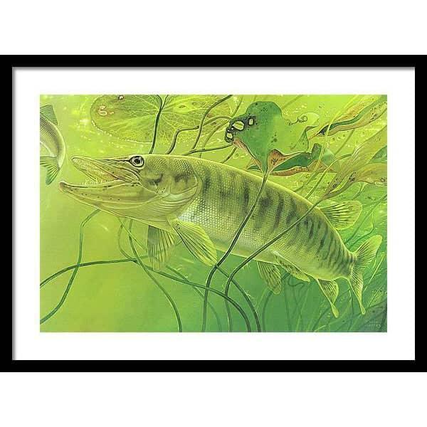 Muskellunge - Framed Print | Artwork by Glen Loates