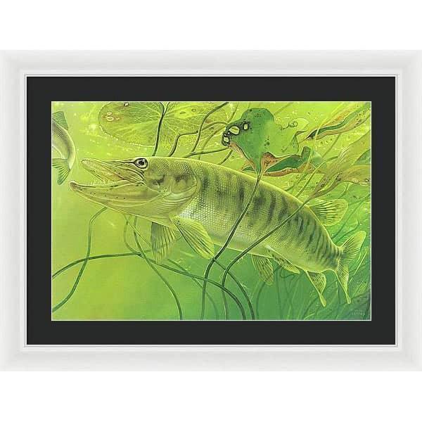 Muskellunge - Framed Print | Artwork by Glen Loates