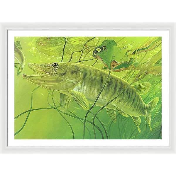 Muskellunge - Framed Print | Artwork by Glen Loates