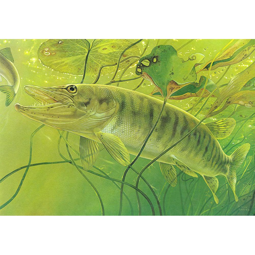 Muskellunge - Framed Print | Artwork by Glen Loates