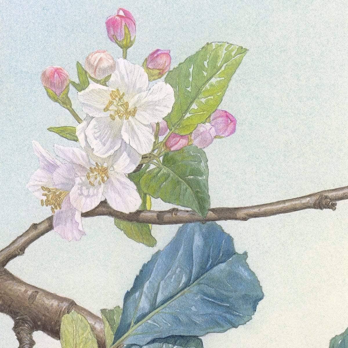 North American Robin with Apple Blossom - Art Print by Glen Loates ...
