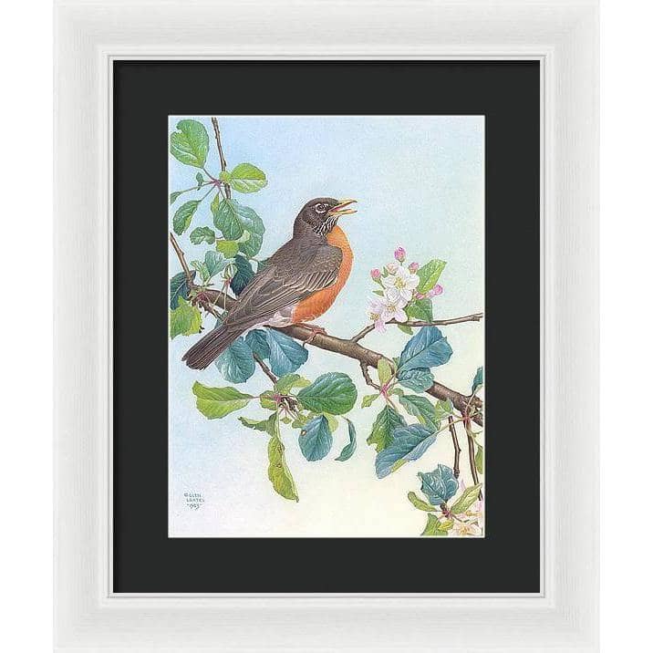 North American Robin with Apple Blossom - Framed Print | Artwork by Glen Loates