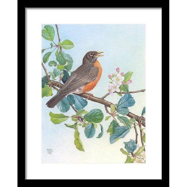 North American Robin with Apple Blossom - Framed Print | Artwork by Glen Loates