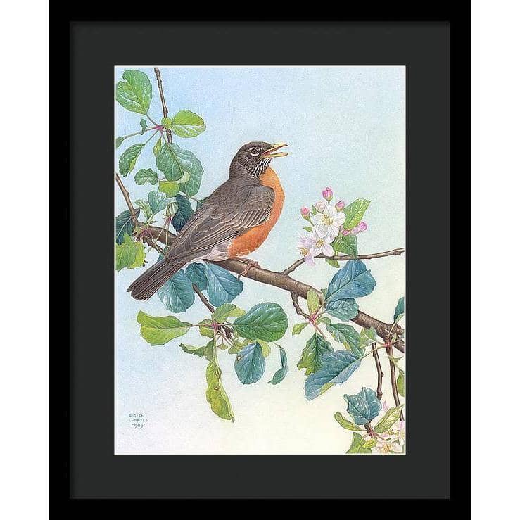 North American Robin with Apple Blossom - Framed Print | Artwork by Glen Loates