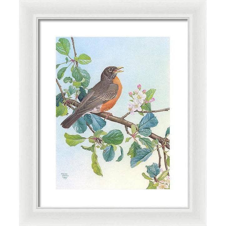North American Robin with Apple Blossom - Framed Print | Artwork by Glen Loates