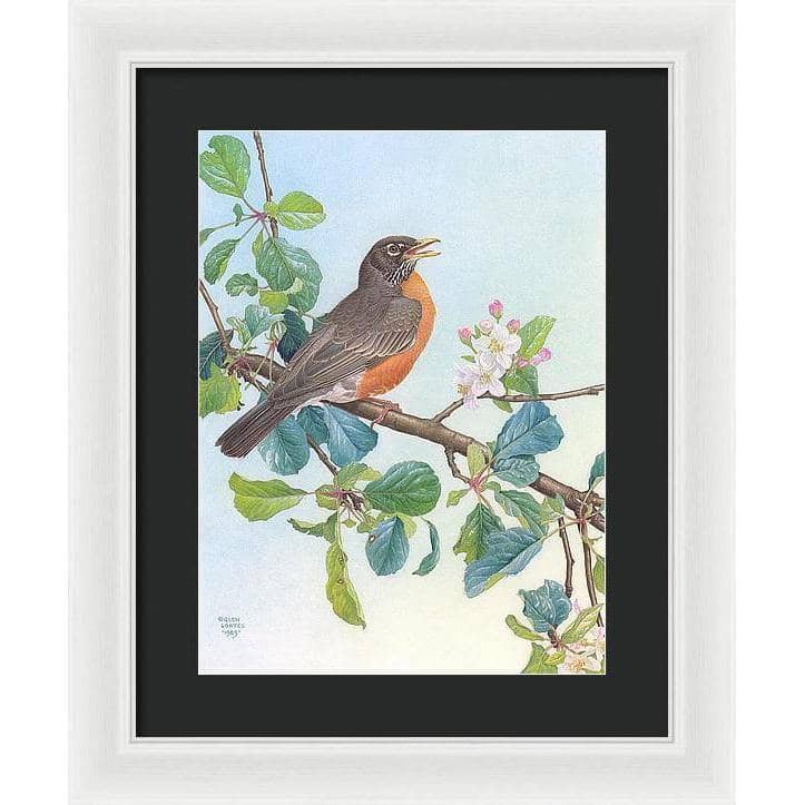North American Robin with Apple Blossom - Framed Print | Artwork by Glen Loates