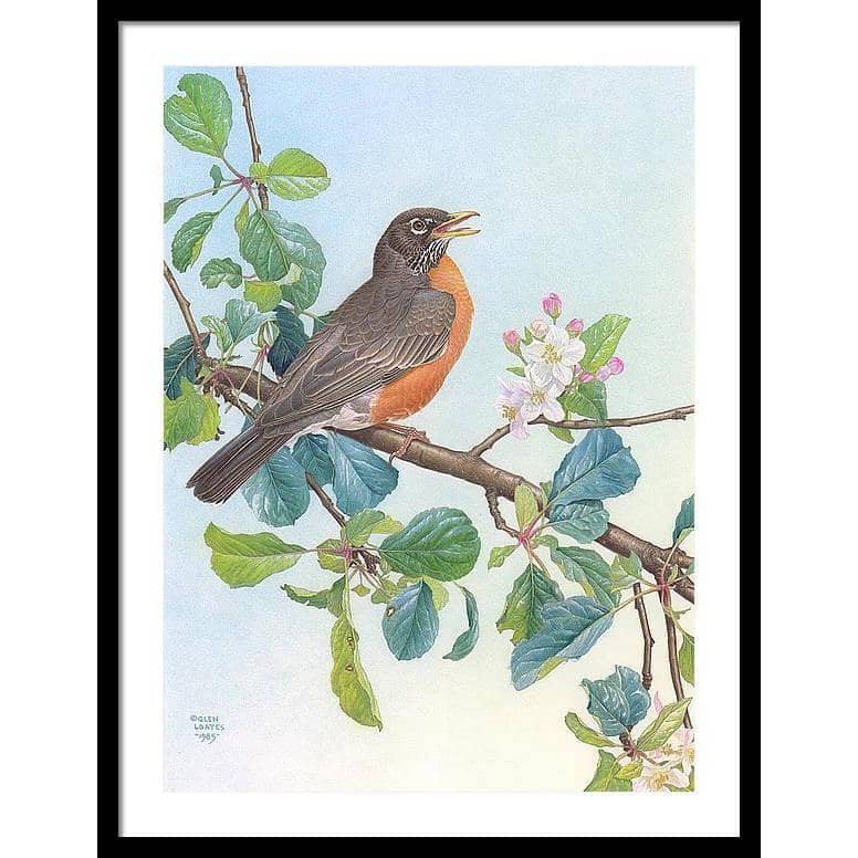 North American Robin with Apple Blossom - Framed Print | Artwork by Glen Loates