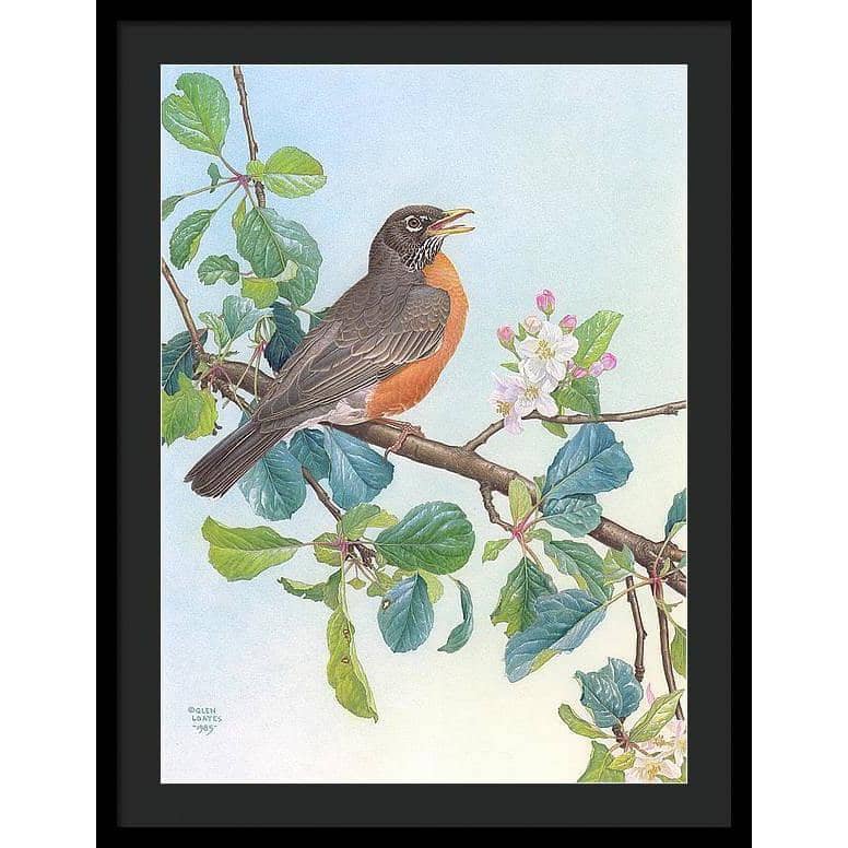 North American Robin with Apple Blossom - Framed Print | Artwork by Glen Loates