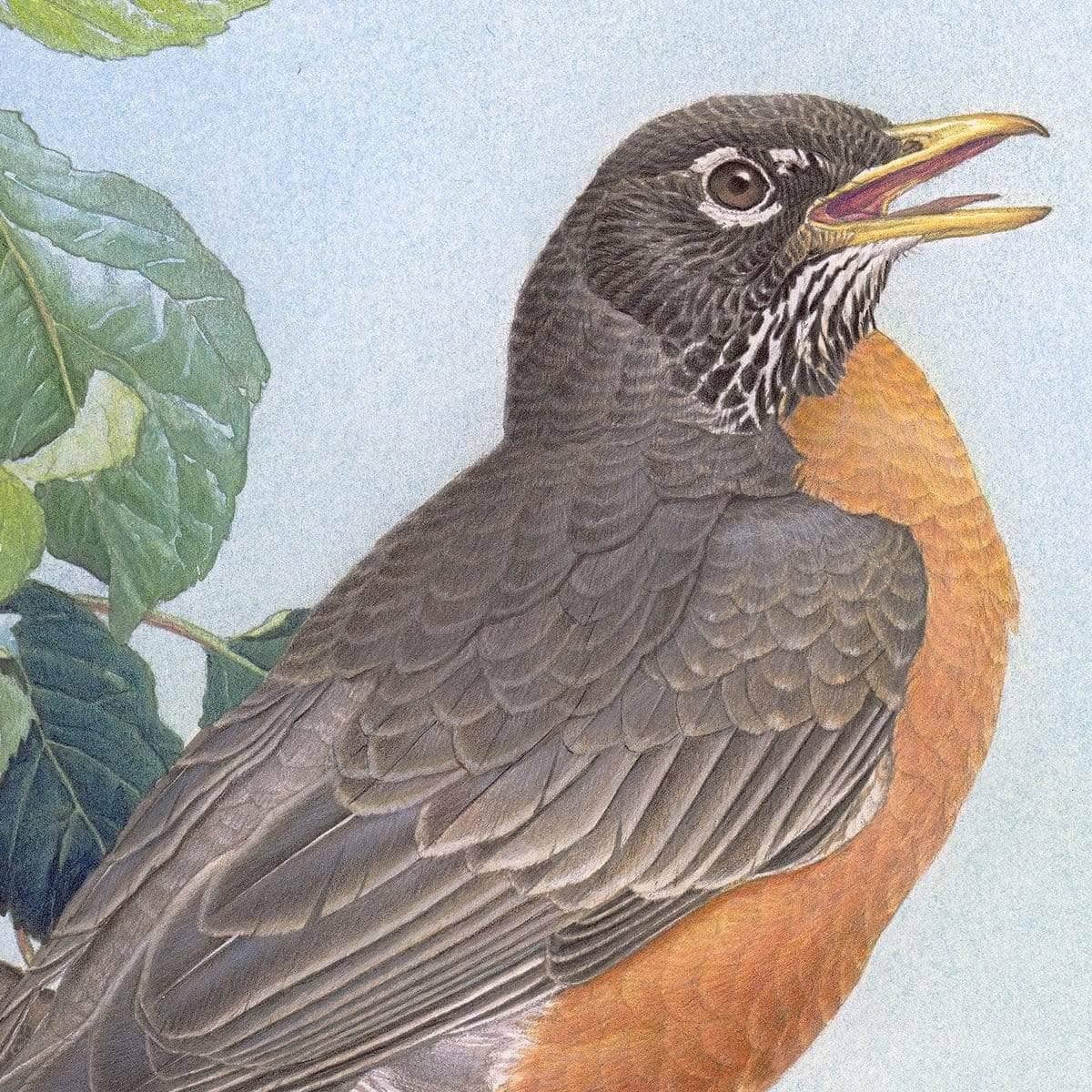 North American Robin with Apple Blossom - Framed Print | Artwork by Glen Loates