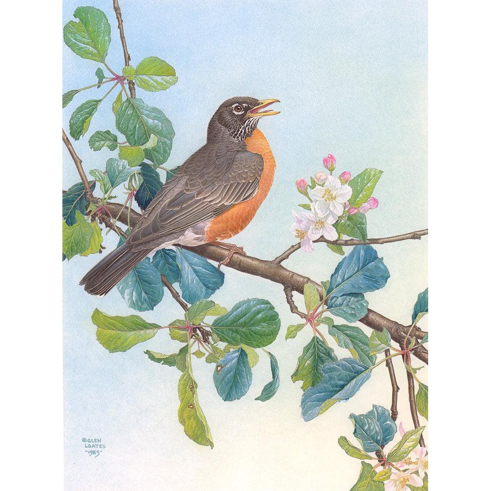 North American Robin with Apple Blossom - Framed Print | Artwork by Glen Loates