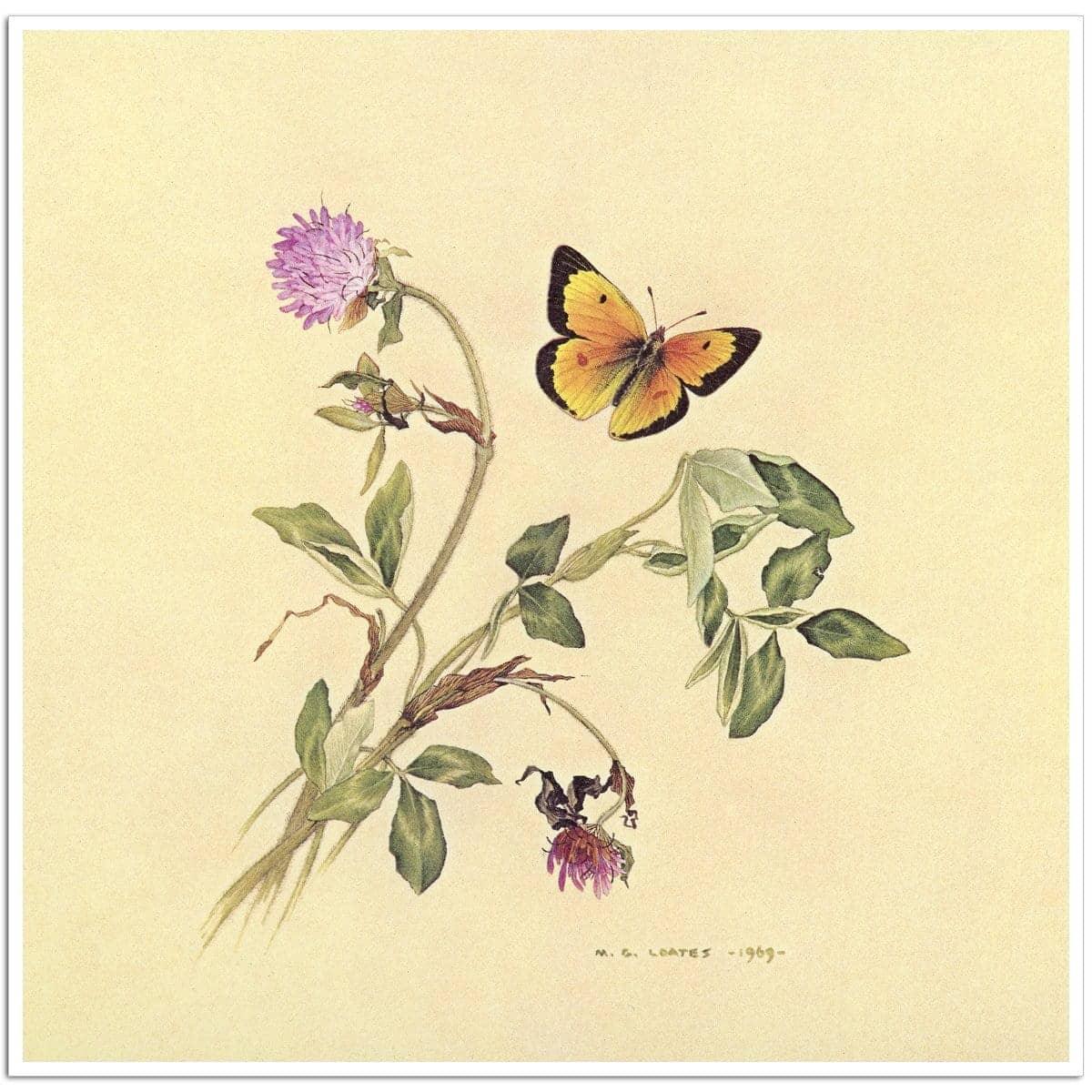 Orange Sulphur Butterfly - Art Print | Artwork by Glen Loates