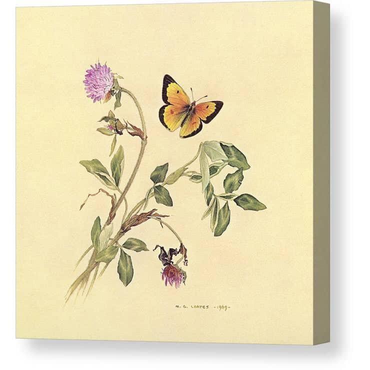 Orange Sulphur Butterfly - Canvas Print | Artwork by Glen Loates