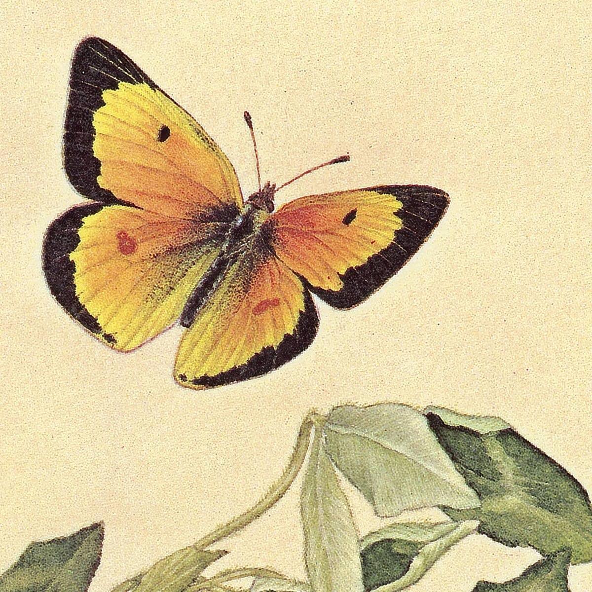 Orange Sulphur Butterfly - Canvas Print | Artwork by Glen Loates
