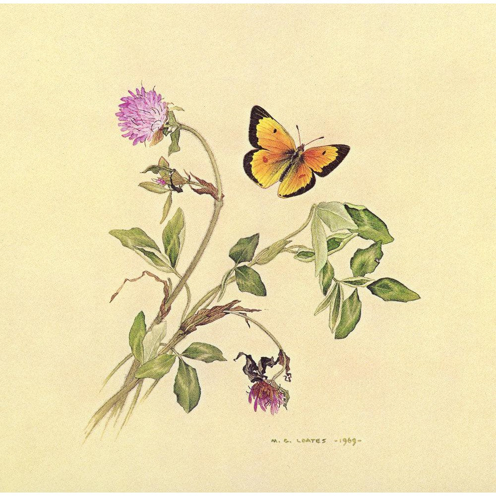 Orange Sulphur Butterfly - Canvas Print | Artwork by Glen Loates