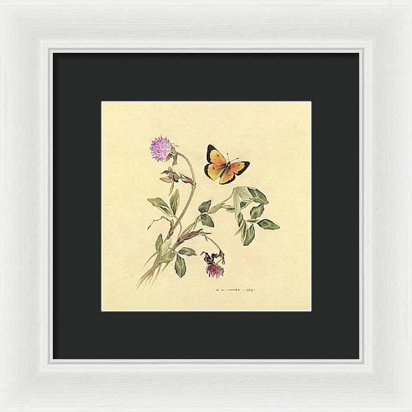 Orange Sulphur Butterfly - Framed Print | Artwork by Glen Loates