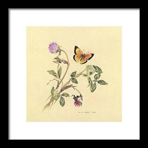 Orange Sulphur Butterfly - Framed Print | Artwork by Glen Loates