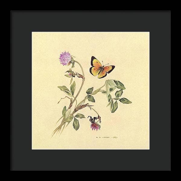 Orange Sulphur Butterfly - Framed Print | Artwork by Glen Loates