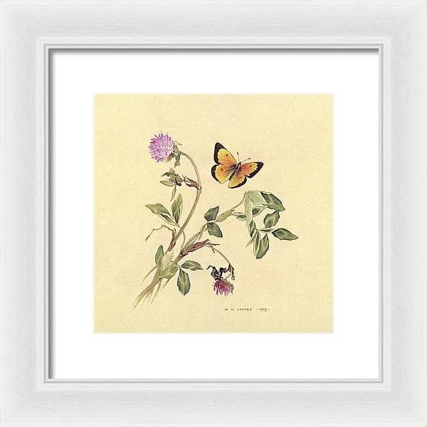 Orange Sulphur Butterfly - Framed Print | Artwork by Glen Loates