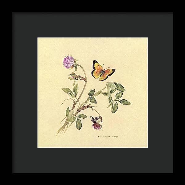 Orange Sulphur Butterfly - Framed Print | Artwork by Glen Loates