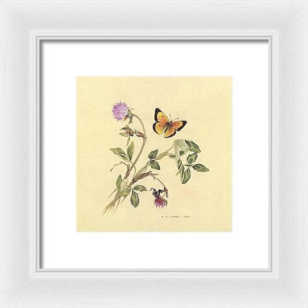 Orange Sulphur Butterfly - Framed Print | Artwork by Glen Loates