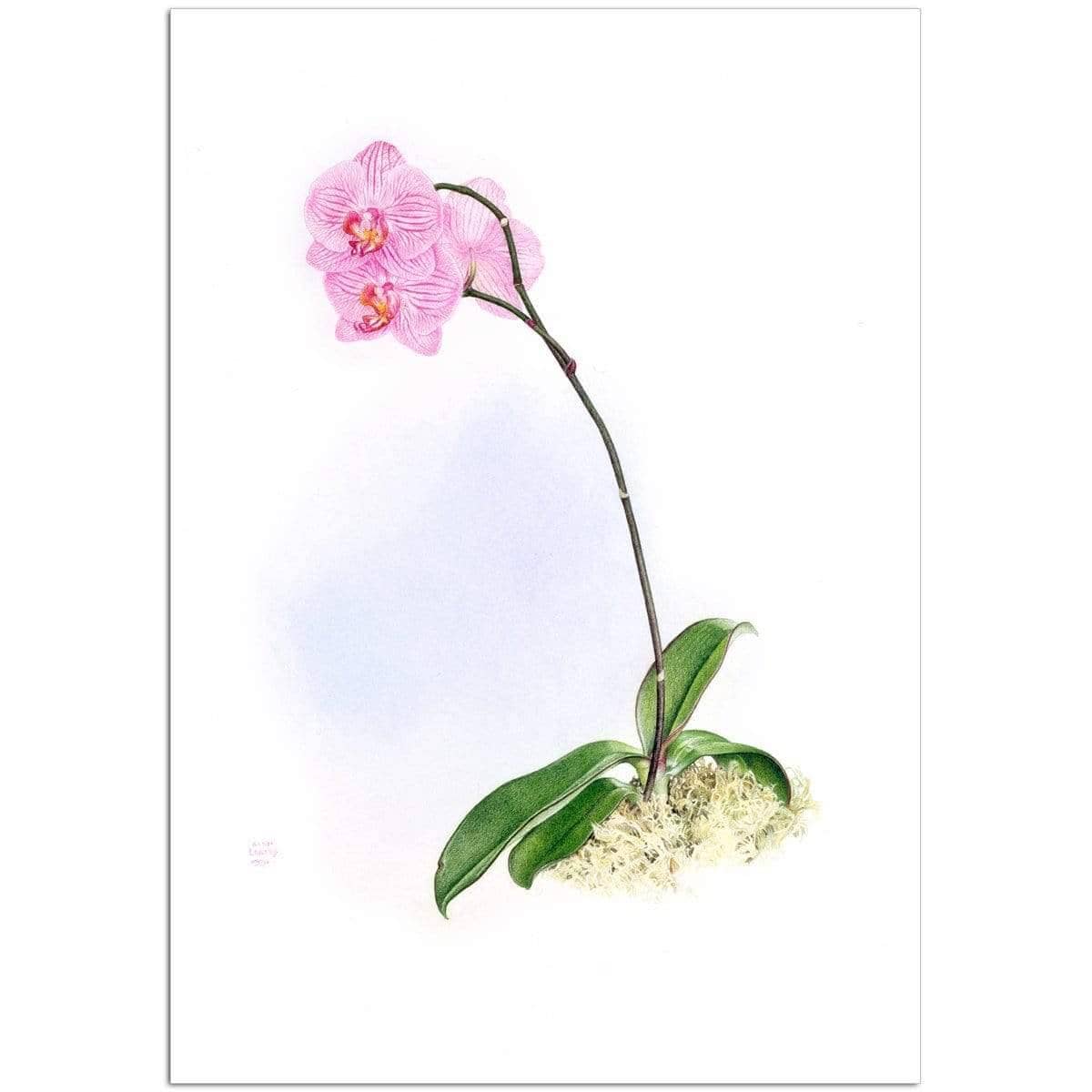 Orchid - Art Print | Artwork by Glen Loates