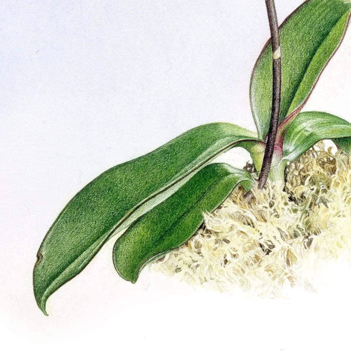 Orchid - Art Print | Artwork by Glen Loates