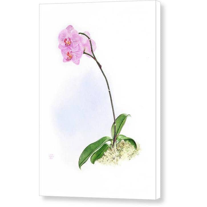 Orchid - Canvas Print | Artwork by Glen Loates
