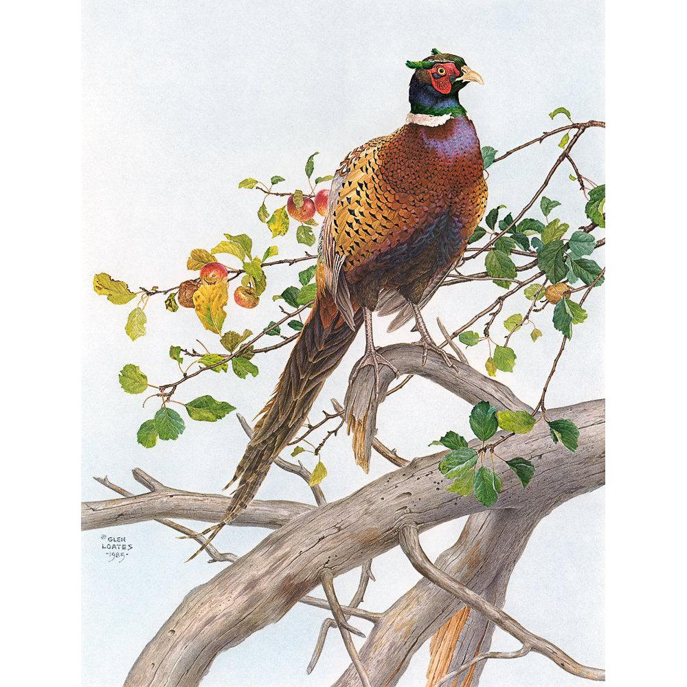 Pheasant in Apple Tree - Canvas Print | Artwork by Glen Loates