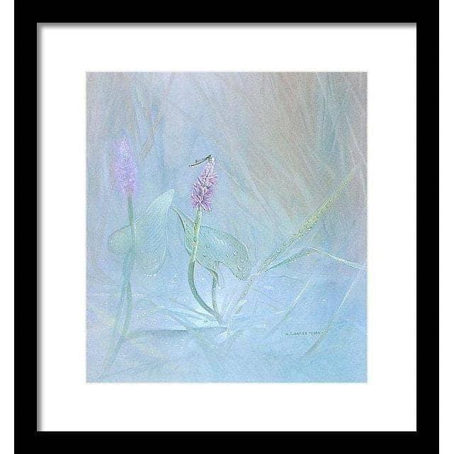 Pickerelweed - Framed Print | Artwork by Glen Loates