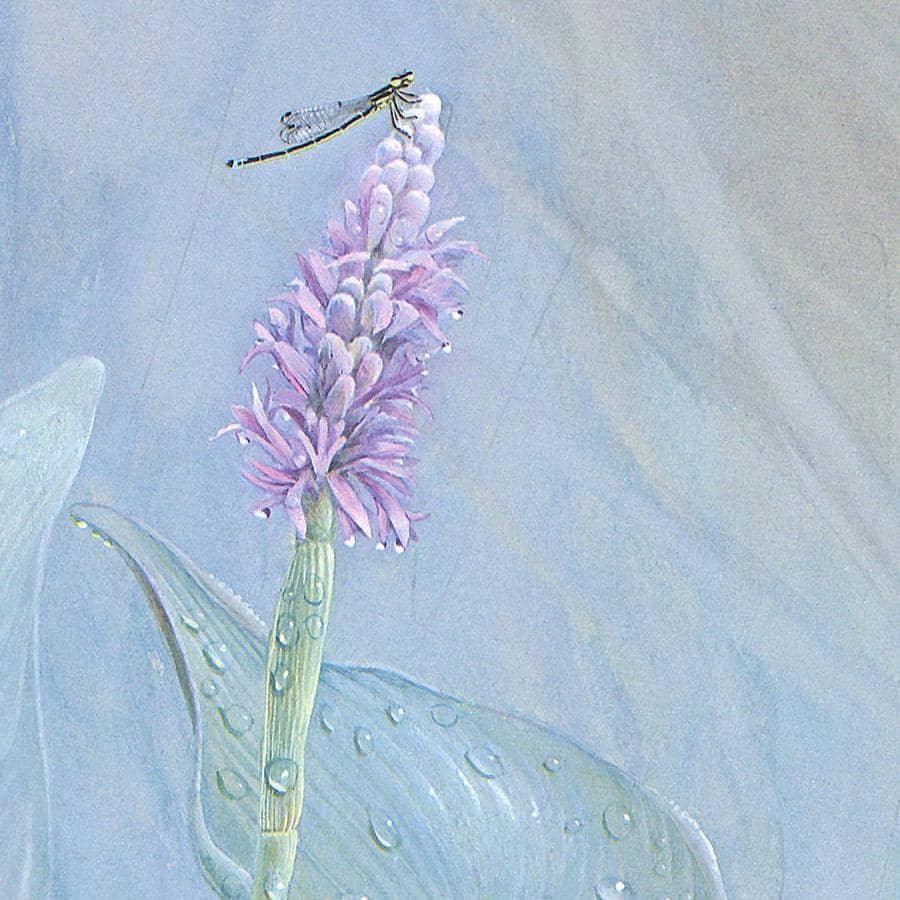 Pickerelweed - Framed Print | Artwork by Glen Loates