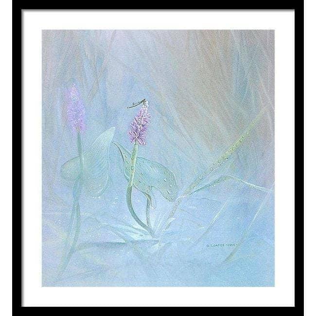 Pickerelweed - Framed Print | Artwork by Glen Loates