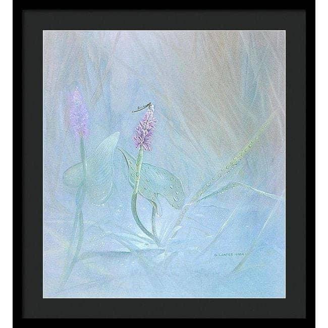 Pickerelweed - Framed Print | Artwork by Glen Loates