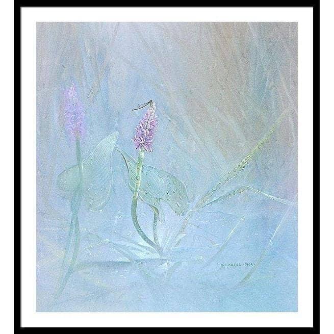 Pickerelweed - Framed Print | Artwork by Glen Loates