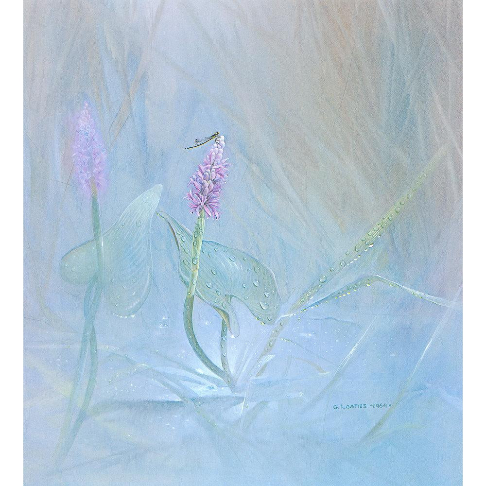Pickerelweed - Framed Print | Artwork by Glen Loates