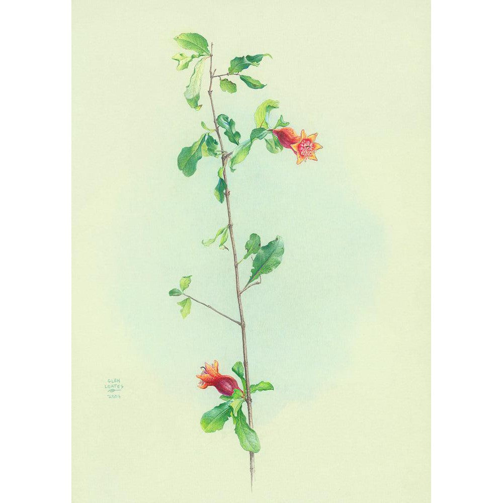 Pomegranate - Canvas Print | Artwork by Glen Loates
