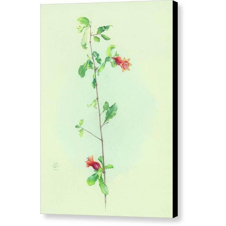 Pomegranate - Canvas Print | Artwork by Glen Loates