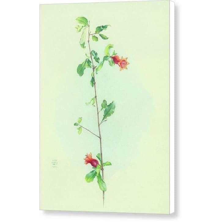 Pomegranate - Canvas Print | Artwork by Glen Loates