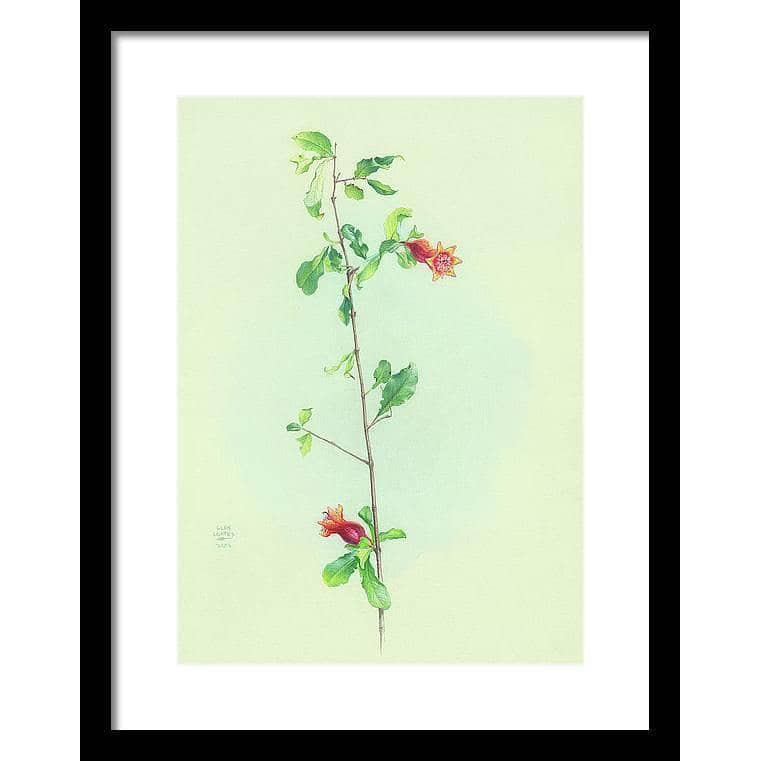 Pomegranate - Framed Print | Artwork by Glen Loates