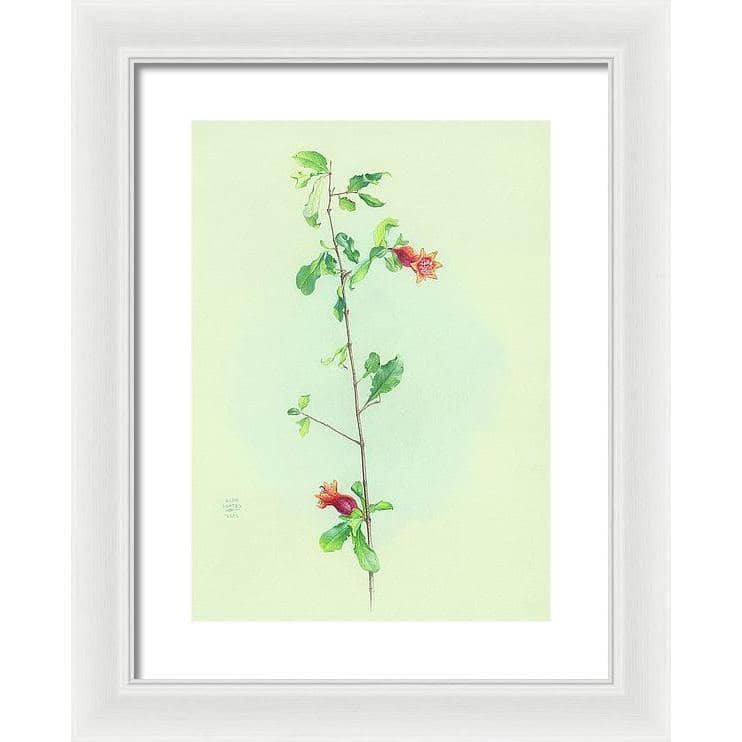 Pomegranate - Framed Print | Artwork by Glen Loates