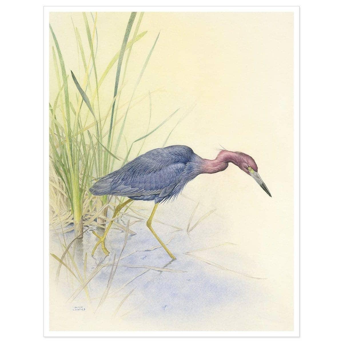 Purple Heron - Art Print | Artwork by Glen Loates