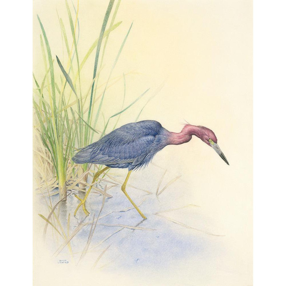 Purple Heron - Art Print | Artwork by Glen Loates