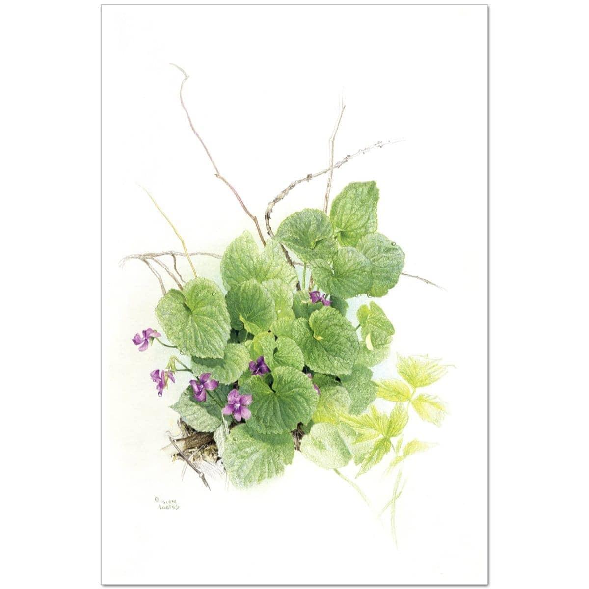 Purple Violets - Art Print | Artwork by Glen Loates