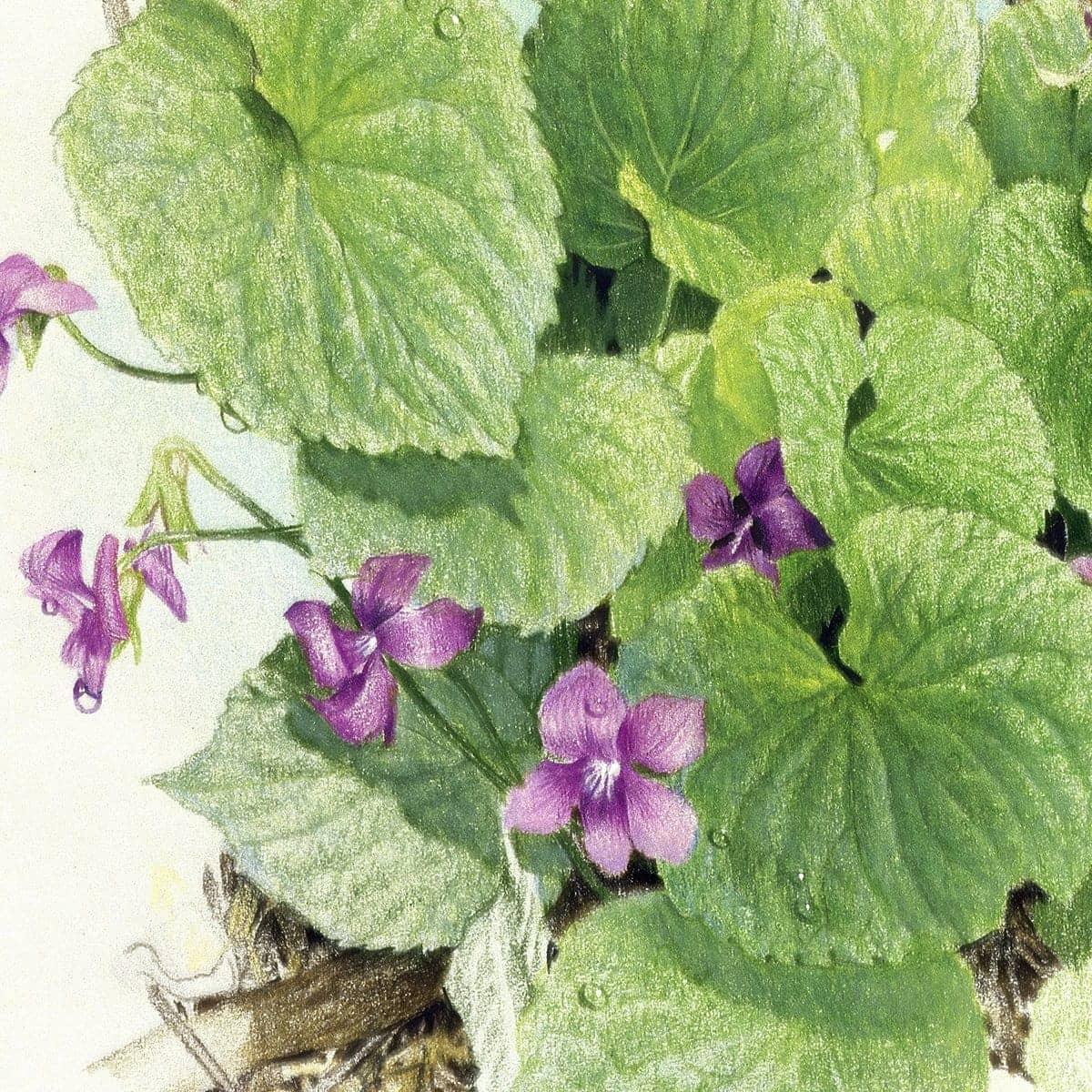 Purple Violets - Framed Print | Artwork by Glen Loates